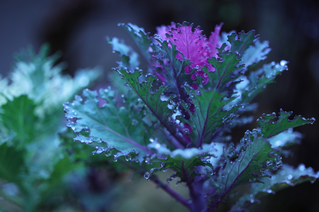 星のように輝く水滴