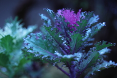 星のように輝く水滴