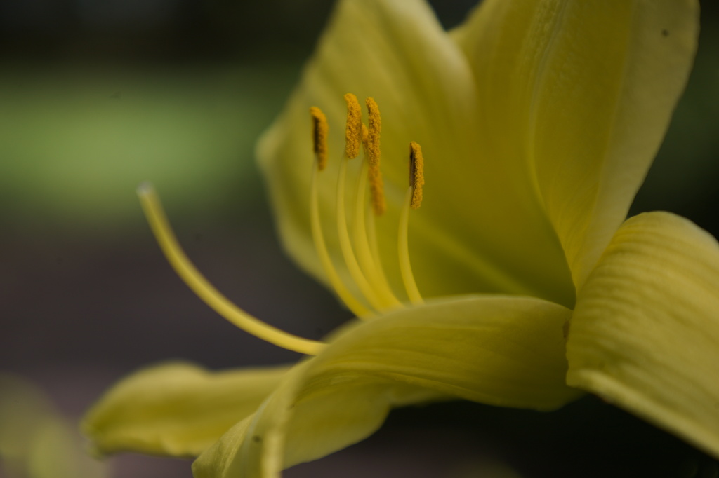 花粉