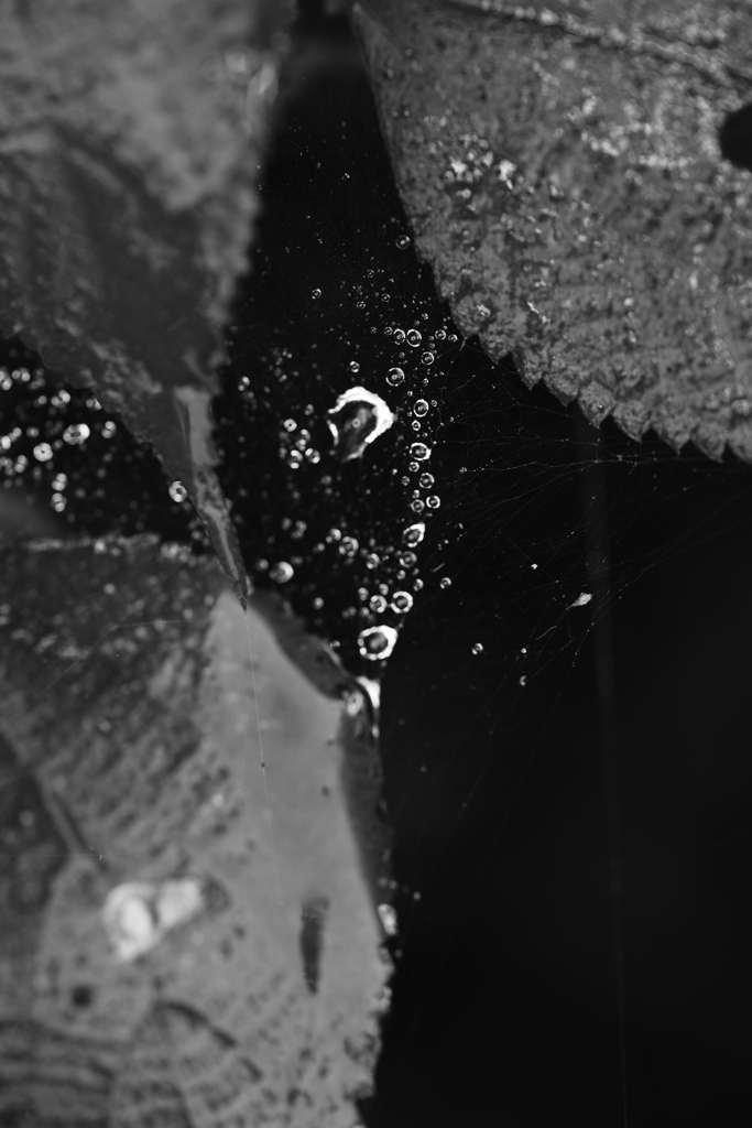 雨粒