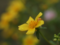 黄色い花