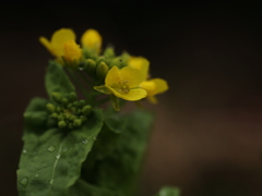 花菜