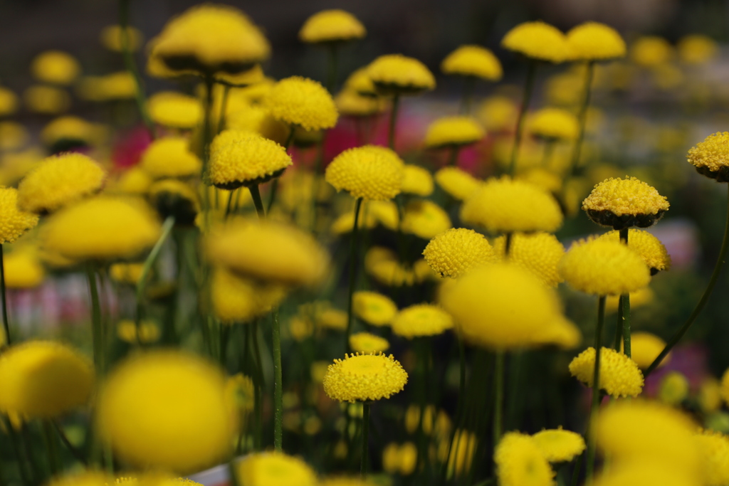 希望　　コツラ