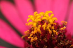 ちっちゃな花のダンス