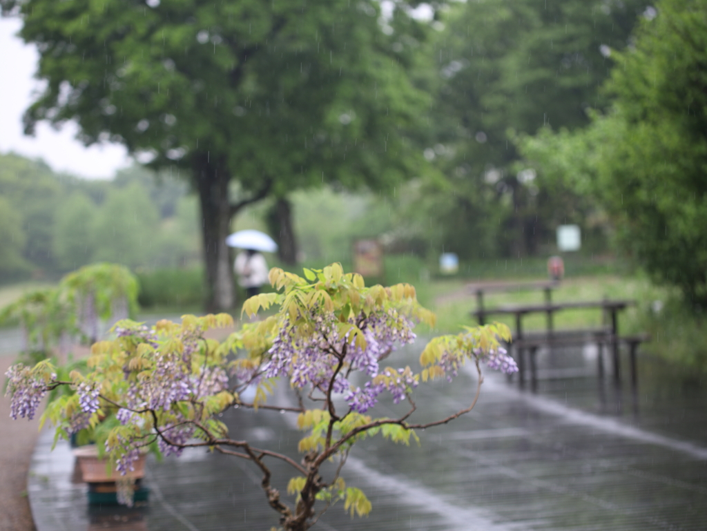 rainy day