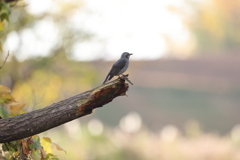 Brown-eared Bulbul