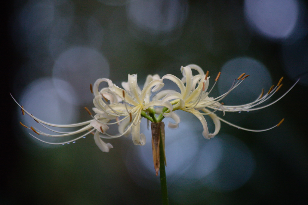 曼殊沙華色々　白