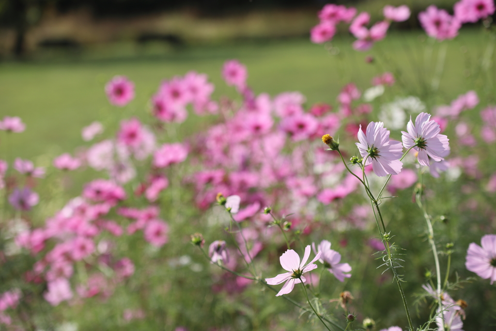 揺らめく花