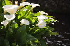 川辺に咲く白い花