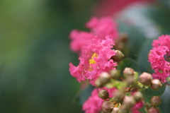 鮮やかな紅　氷イチゴが食べたい