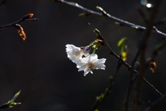 子福桜