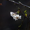 子福桜