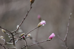 東海の花ⅰ