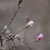 東海の花ⅰ