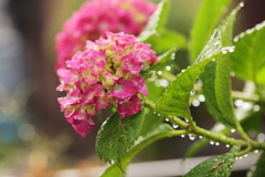 梅雨入りの季節