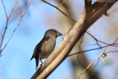 カワラヒワ