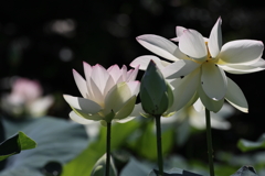 ハスの花