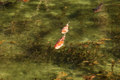 清らかな水