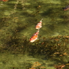 清らかな水