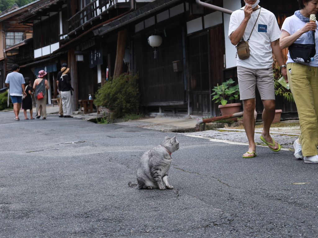 中山道　妻籠宿の客引き猫　Ⅱ