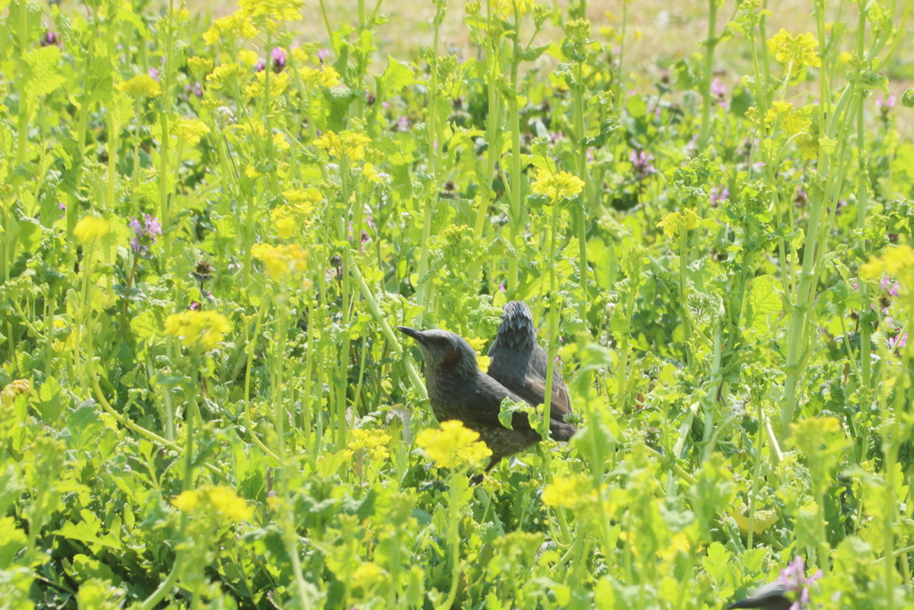 ヒヨドリのお花畑デート