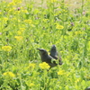 ヒヨドリのお花畑デート