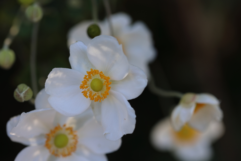 秋明菊