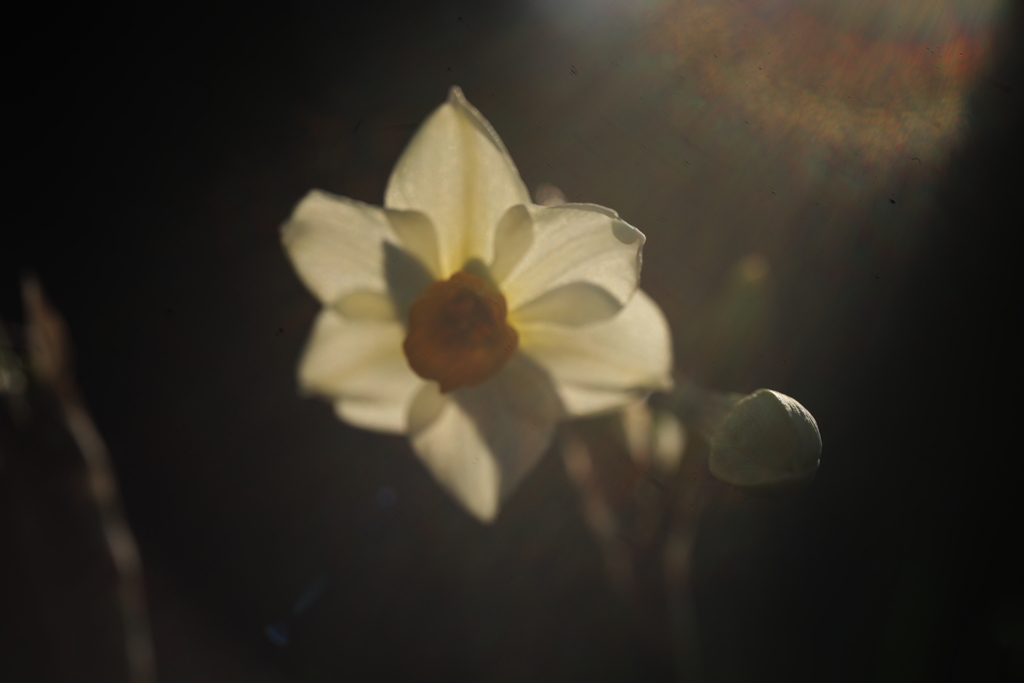 冬陽に透かされ