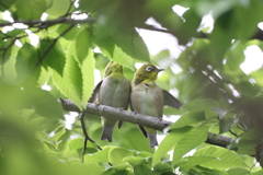 Love Story in the green