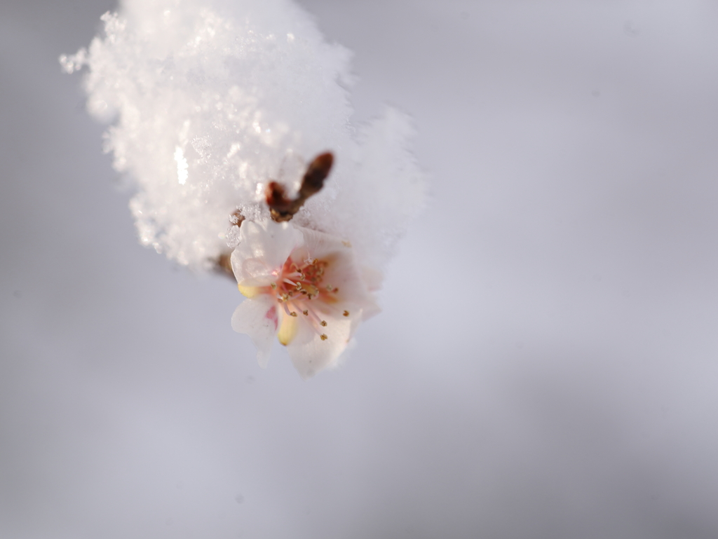 雪と桜