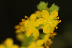 ちっさな花
