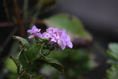 10月の紫陽花