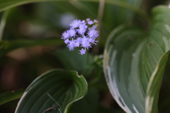 夏の陽影の花