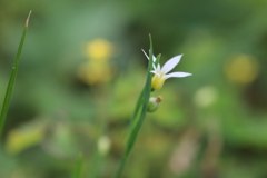 雪花庭石菖