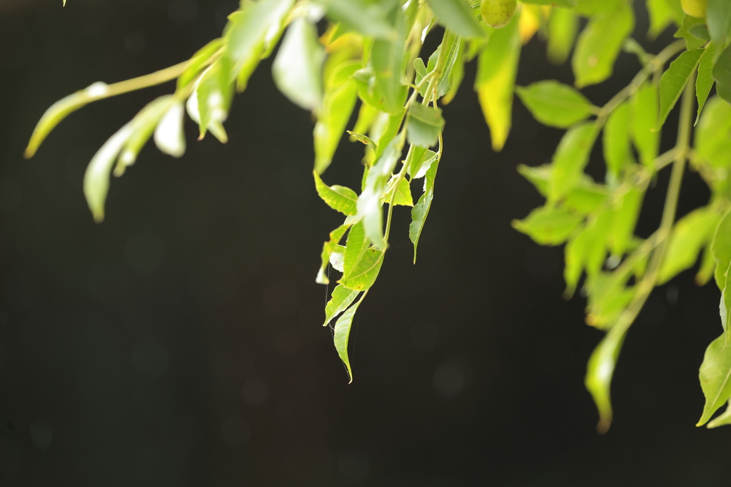 緑が恋しくなる季節