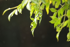 緑が恋しくなる季節