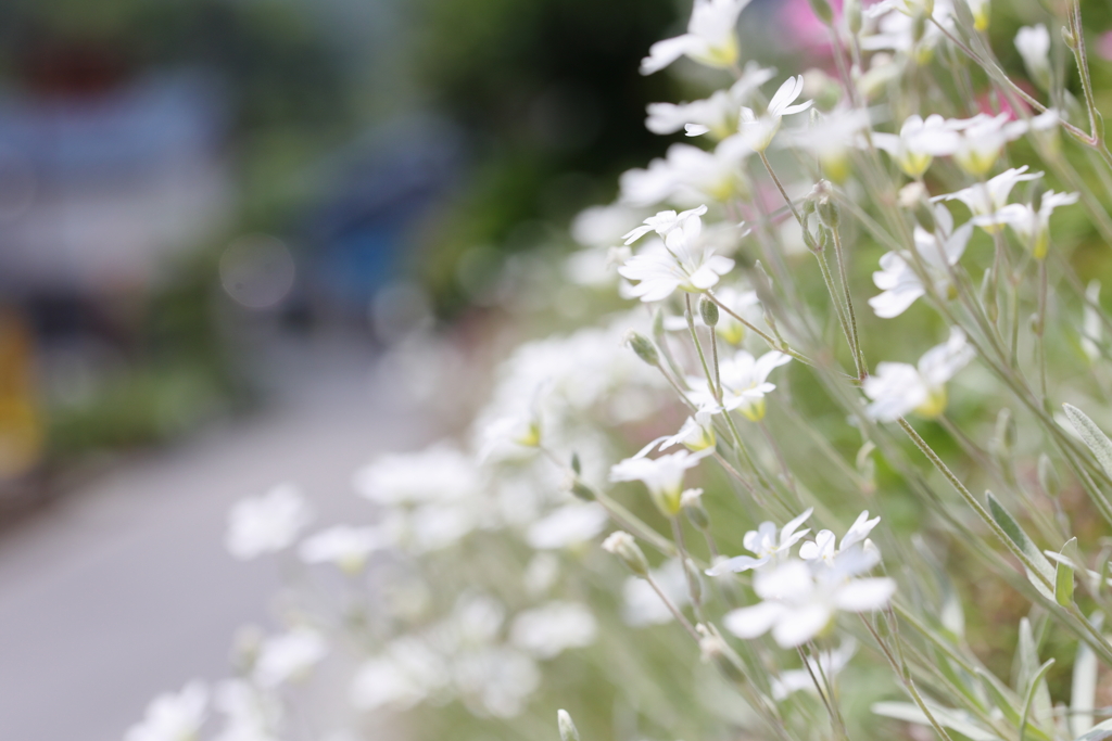 村通りの花