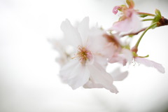 秋の桜