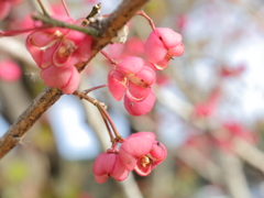 初春をおもう