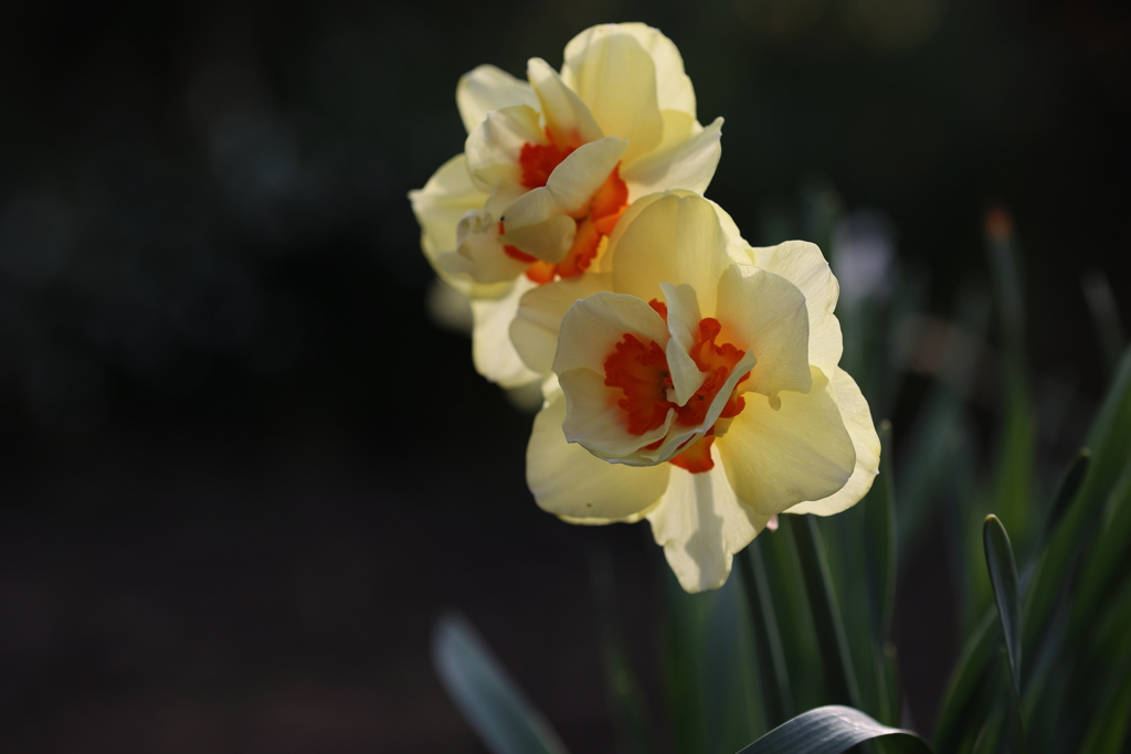  yellow glow
