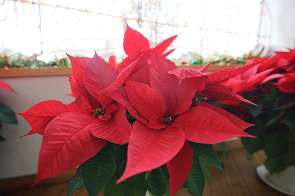 poinsettia