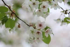 大島桜