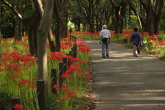 花見散歩
