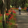 花見散歩