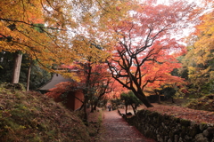 秋の散歩道