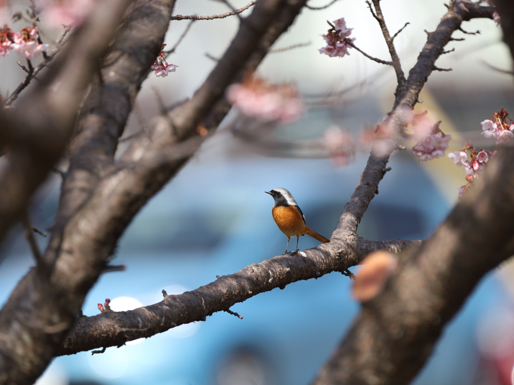 花見