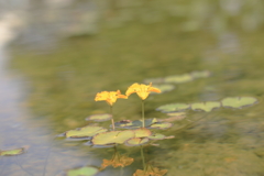 水面の花