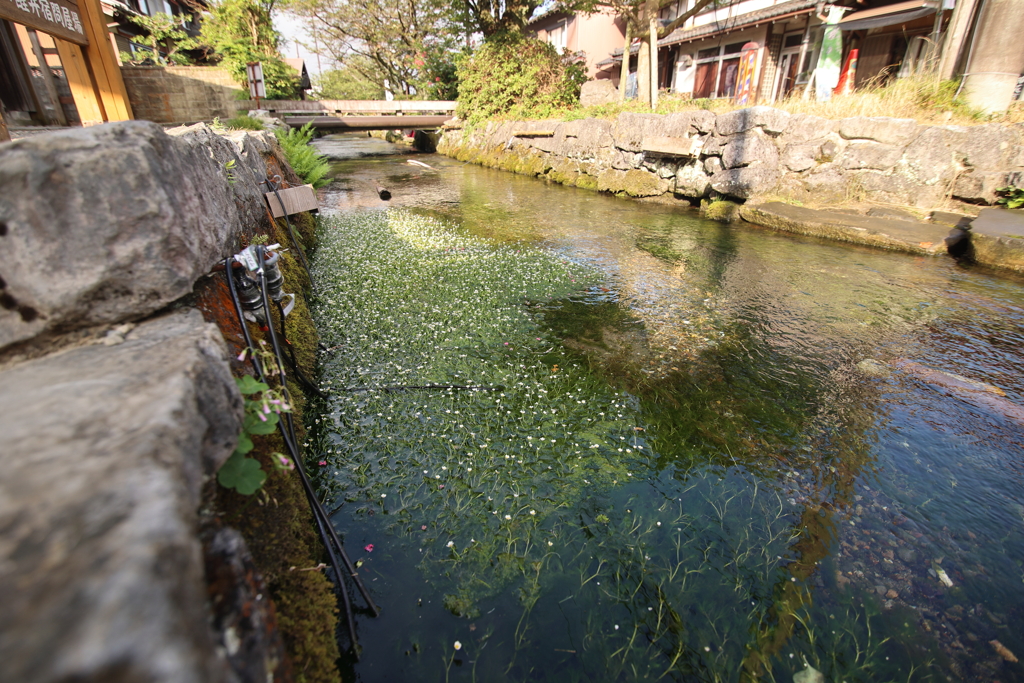 梅花藻咲く清流