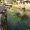 梅花藻咲く清流