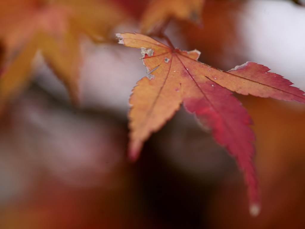 冬の紅葉
